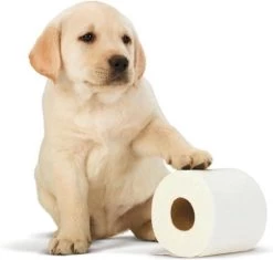 Scottex Toiletpapier - Kussenzacht Design Wc Papier - 84 Rollen -Kruideniers Winkel 1200x1142 4