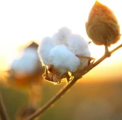 Air Wick Freshmatic Automatische Spray Luchtverfrisser - Pure Zachtheid Van Katoen Navulling - 3 Stuks - Voordeelverpakking -Kruideniers Winkel 1200x1183 5