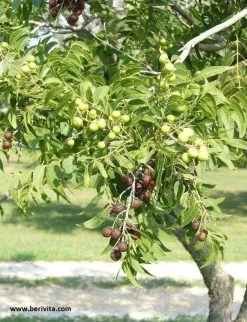 Wasnoten 750gr Met Waszakje - Zeepnoten - Natuurlijk Wassen -Kruideniers Winkel 920x1200